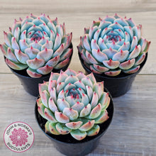 Load image into Gallery viewer, Echeveria chihuahuaensis