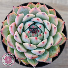 Load image into Gallery viewer, Echeveria chihuahuaensis