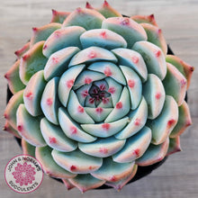 Load image into Gallery viewer, Echeveria chihuahuaensis