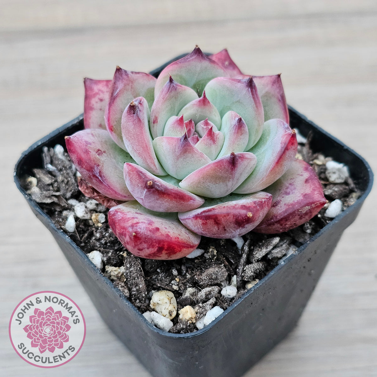 Echeveria chihuahuaensis x Echeveria Champagne