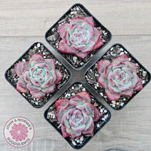 Load image into Gallery viewer, Echeveria chihuahuaensis x Echeveria Champagne