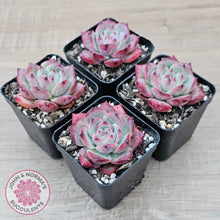 Load image into Gallery viewer, Echeveria chihuahuaensis x Echeveria Champagne