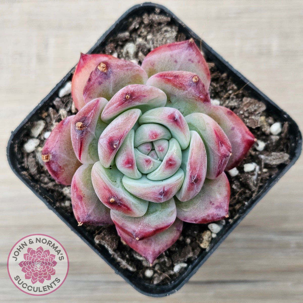 Echeveria chihuahuaensis x Echeveria Champagne