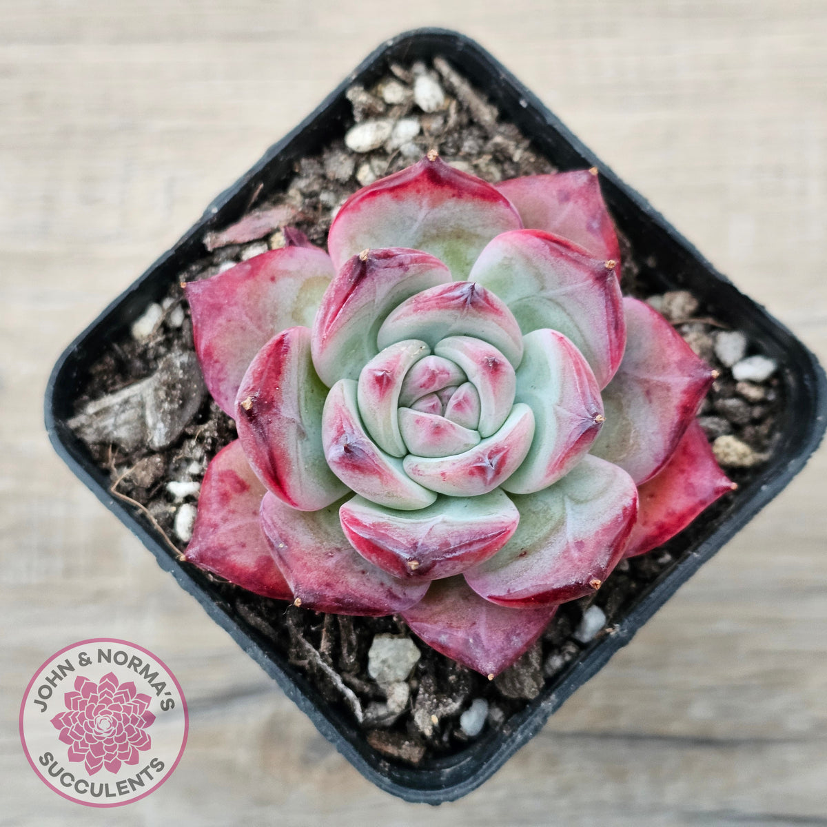 Echeveria chihuahuaensis x Echeveria Champagne