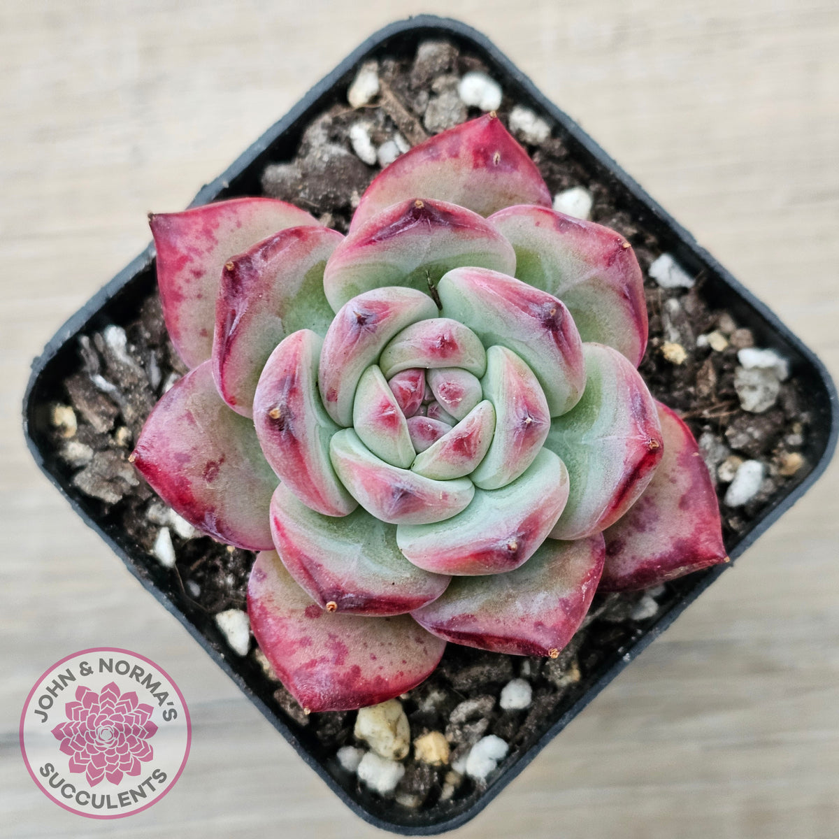 Echeveria chihuahuaensis x Echeveria Champagne