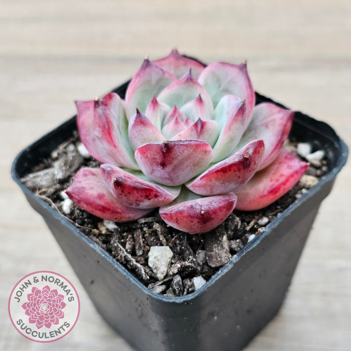 Echeveria chihuahuaensis x Echeveria Champagne
