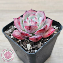Load image into Gallery viewer, Echeveria chihuahuaensis x Echeveria Champagne