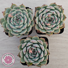 Load image into Gallery viewer, Echeveria chihuahuaensis