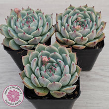 Load image into Gallery viewer, Echeveria chihuahuaensis