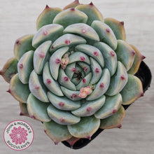 Load image into Gallery viewer, Echeveria chihuahuaensis