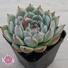 Load image into Gallery viewer, Echeveria chihuahuaensis