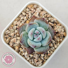 Load image into Gallery viewer, Echeveria colorata f. Tapalpa (round Leaf) - John & Norma's Succulents Australia