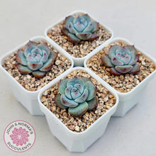 Load image into Gallery viewer, Echeveria colorata f. Tapalpa (round Leaf) - John & Norma's Succulents Australia