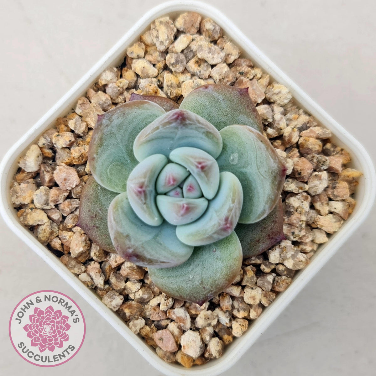 Echeveria colorata f. Tapalpa (round Leaf)