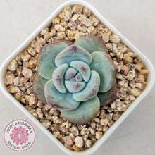 Load image into Gallery viewer, Echeveria colorata f. Tapalpa (round Leaf) - John & Norma's Succulents Australia
