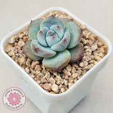 Load image into Gallery viewer, Echeveria colorata f. Tapalpa (round Leaf) - John & Norma's Succulents Australia