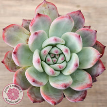 Load image into Gallery viewer, Echeveria colorata f. lindsayana