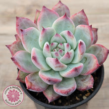 Load image into Gallery viewer, Echeveria colorata f. lindsayana
