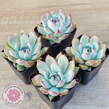 Load image into Gallery viewer, Echeveria colorata f. lindsayana - John & Norma's Succulents Australia