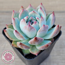 Load image into Gallery viewer, Echeveria colorata f. lindsayana - John & Norma's Succulents Australia