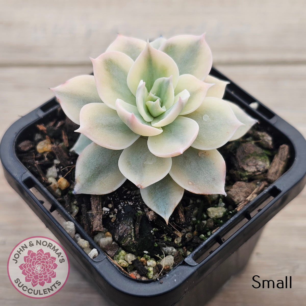 Echeveria desmetiana v subsessilis variegata