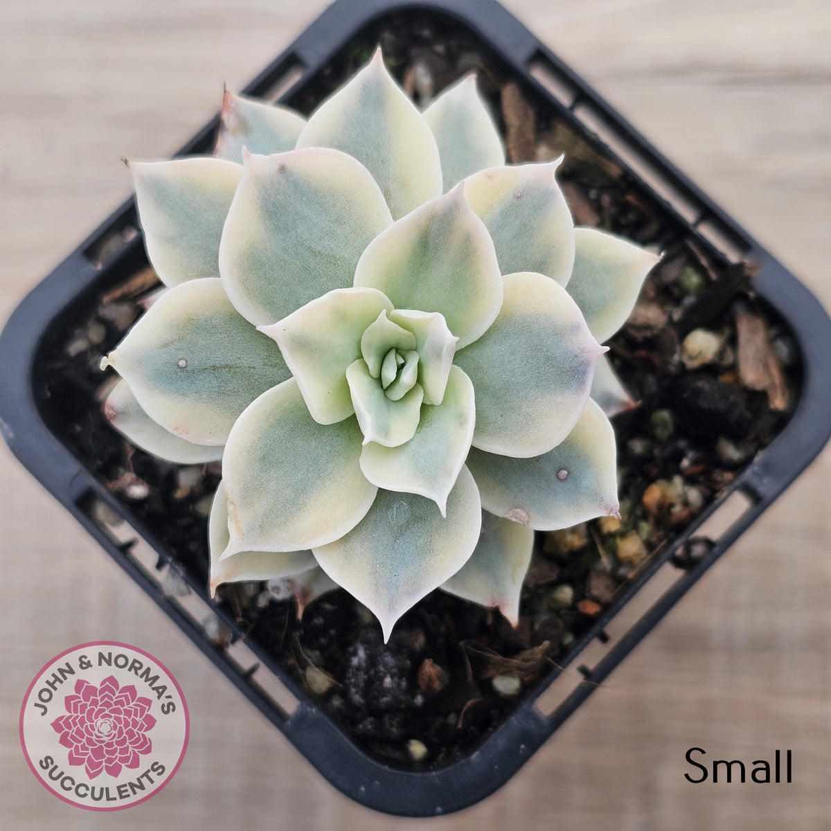Echeveria desmetiana v subsessilis variegata