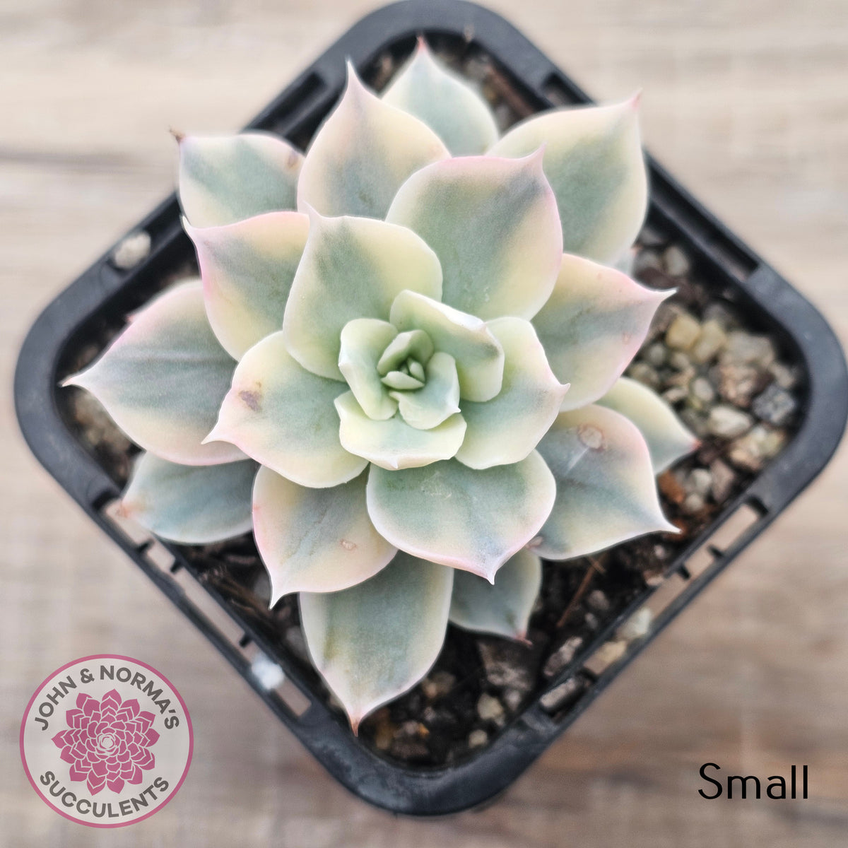 Echeveria desmetiana v subsessilis variegata