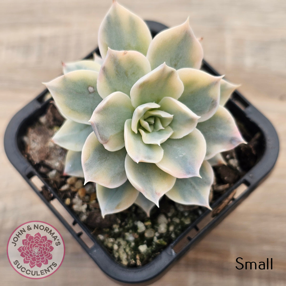 Echeveria desmetiana v subsessilis variegata