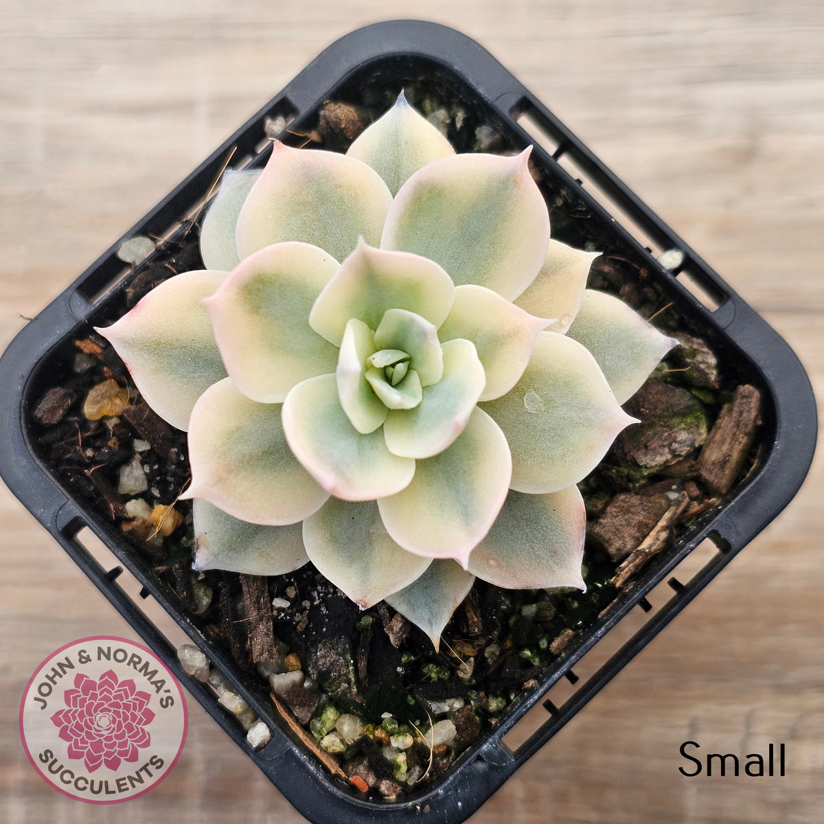 Echeveria desmetiana v subsessilis variegata