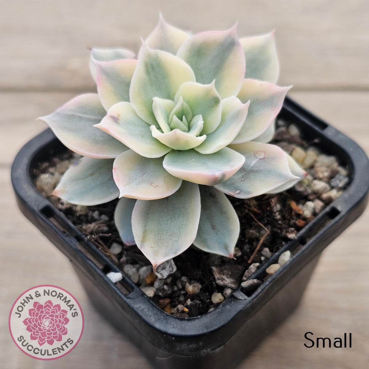 Echeveria desmetiana v subsessilis variegata