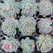 Load image into Gallery viewer, Display of nine Echeveria elegans 'Mexican Snowball' Cuttings showing shades of pink on blue