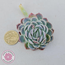 Load image into Gallery viewer, Echeveria elegans 'Mexican Snowball' Cutting alsongside dollar coin to depict size