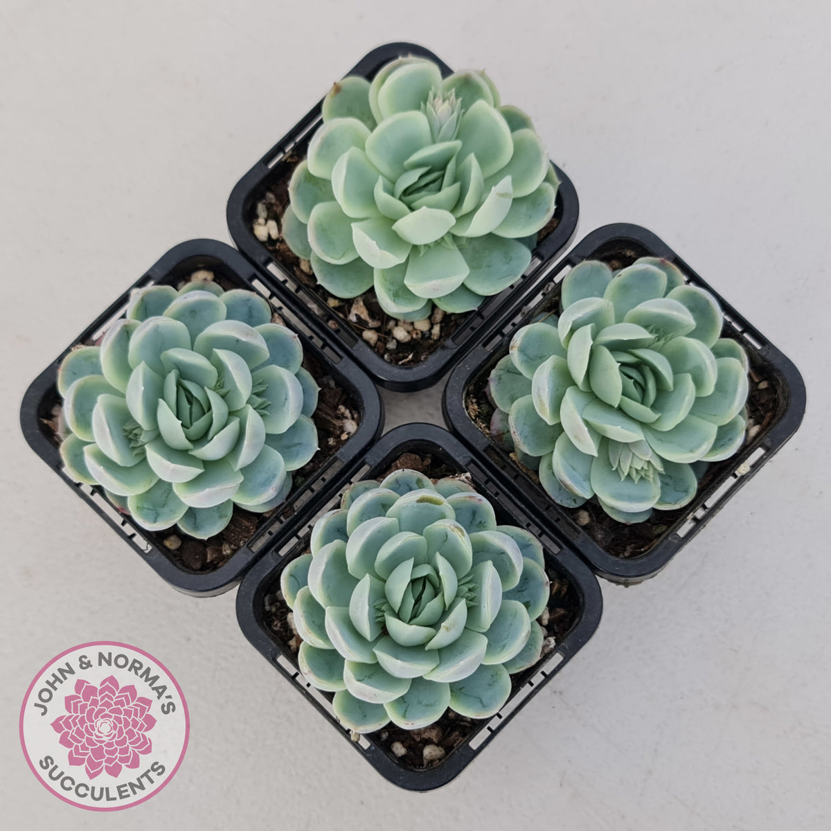 Echeveria elegans 'Mexican Snowball'