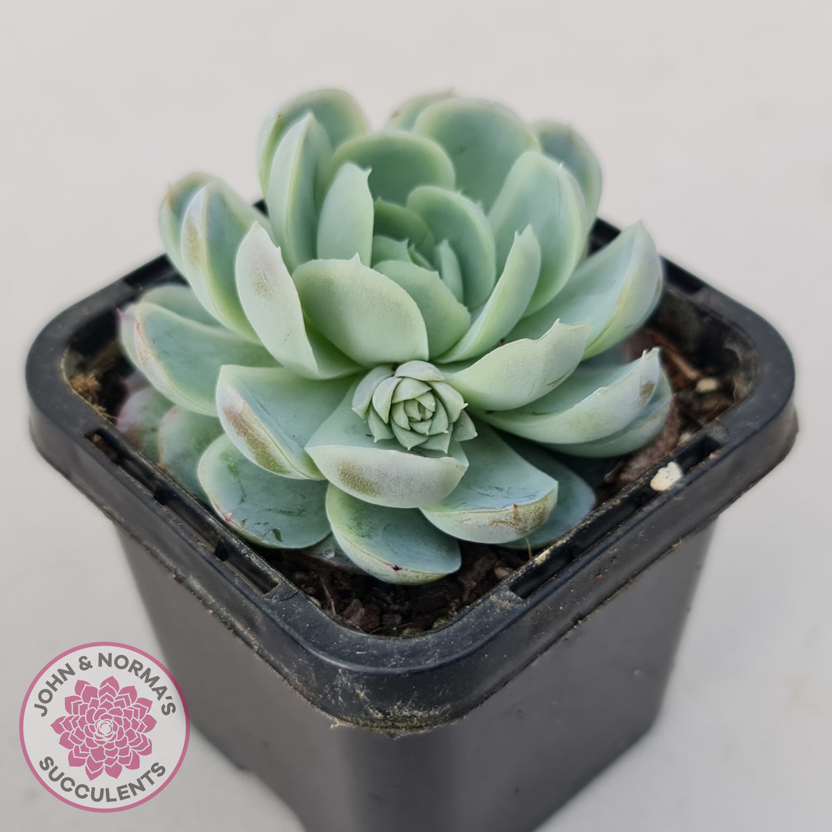 Echeveria elegans 'Mexican Snowball'