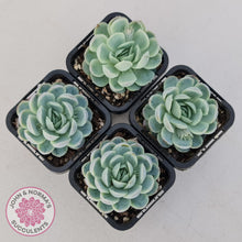 Load image into Gallery viewer, Echeveria elegans 'Mexican Snowball'