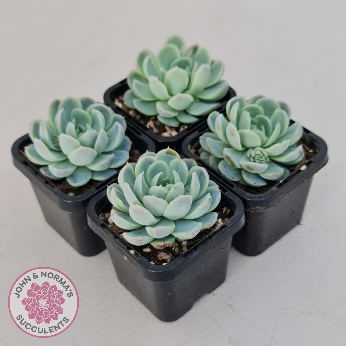 Echeveria elegans 'Mexican Snowball'