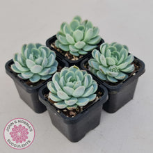 Load image into Gallery viewer, Echeveria elegans 'Mexican Snowball'