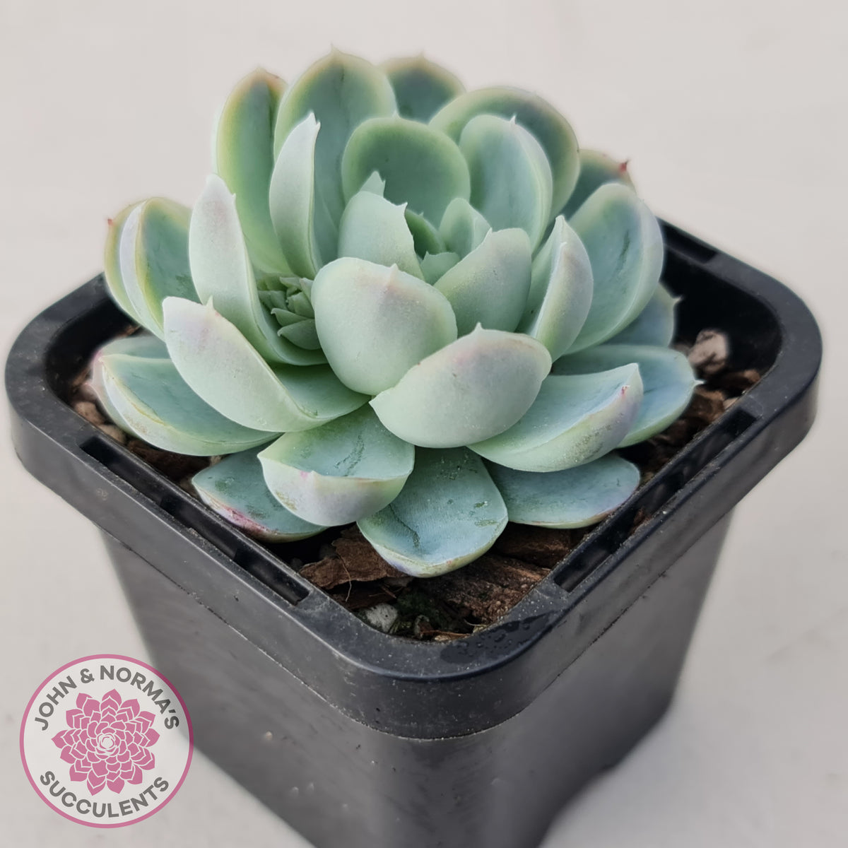 Echeveria elegans 'Mexican Snowball'