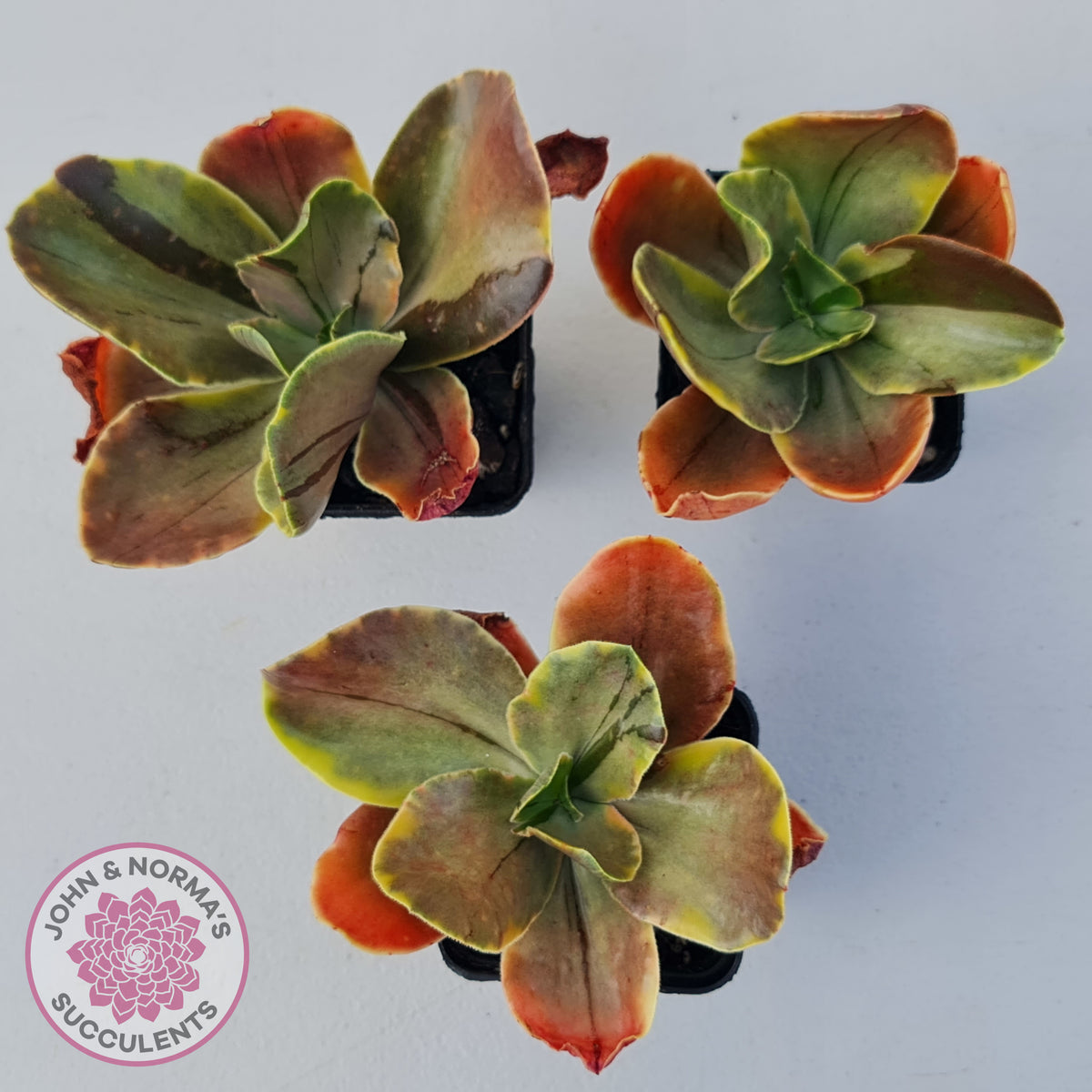 Echeveria fimbriata variegated
