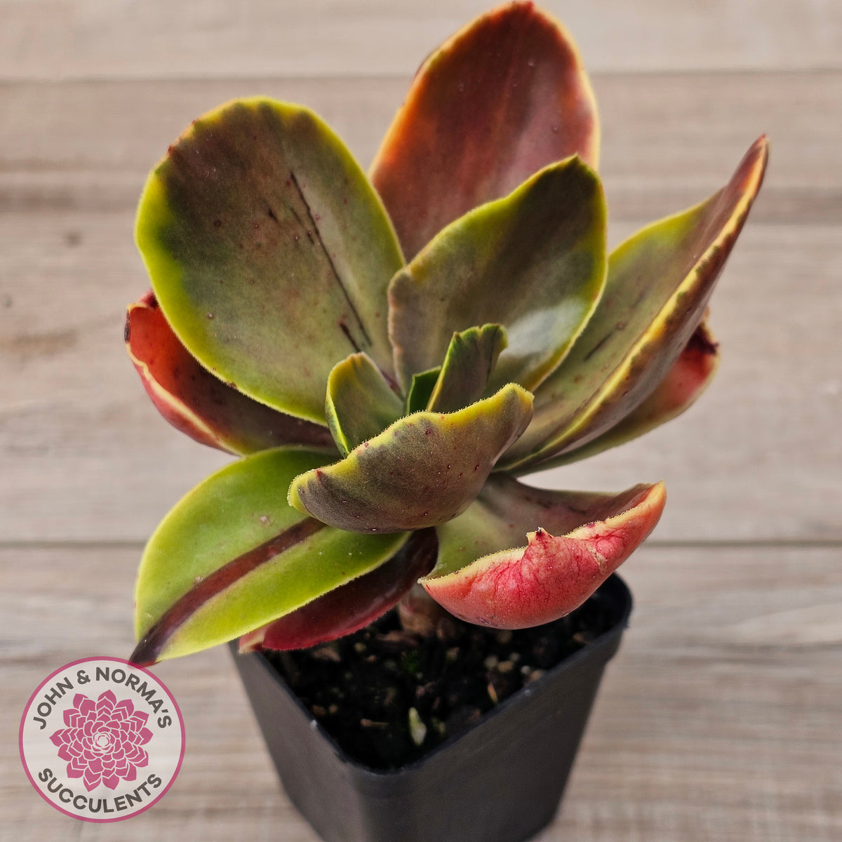 Echeveria fimbriata variegated