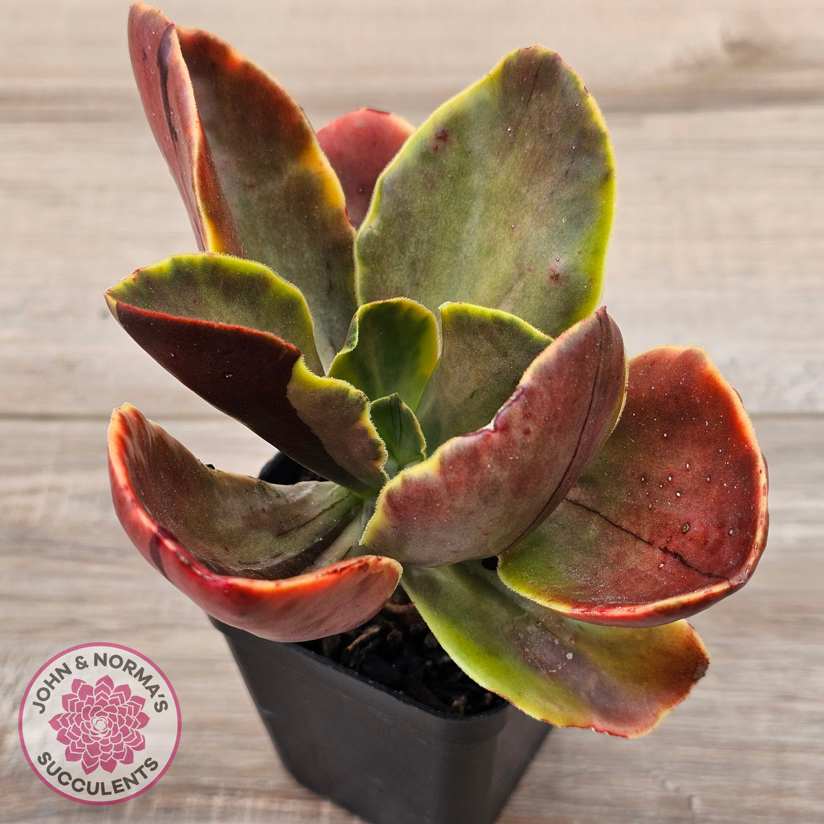 Echeveria fimbriata variegated