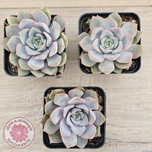 Load image into Gallery viewer, Echeveria 'Fiona' - John & Norma's Succulents Australia