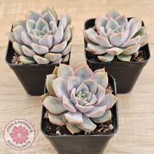 Load image into Gallery viewer, Echeveria 'Fiona' - John & Norma's Succulents Australia