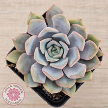 Load image into Gallery viewer, Echeveria 'Fiona' - John & Norma's Succulents Australia