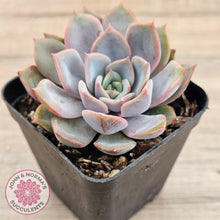 Load image into Gallery viewer, Echeveria 'Fiona' - John & Norma's Succulents Australia