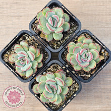 Load image into Gallery viewer, Echeveria haru urara Monstrose