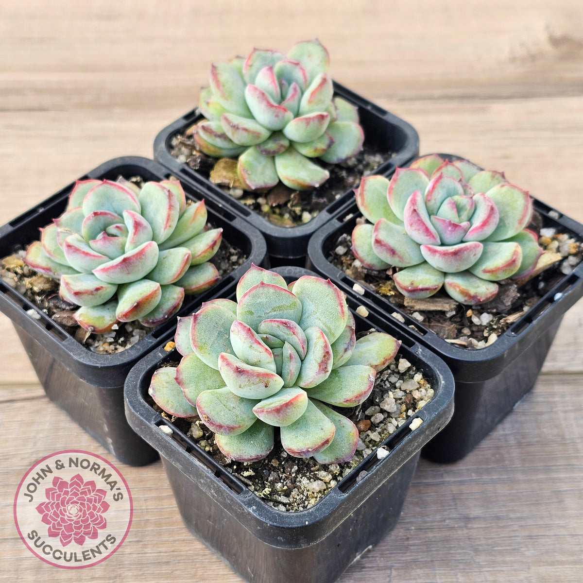 Echeveria haru urara Monstrose