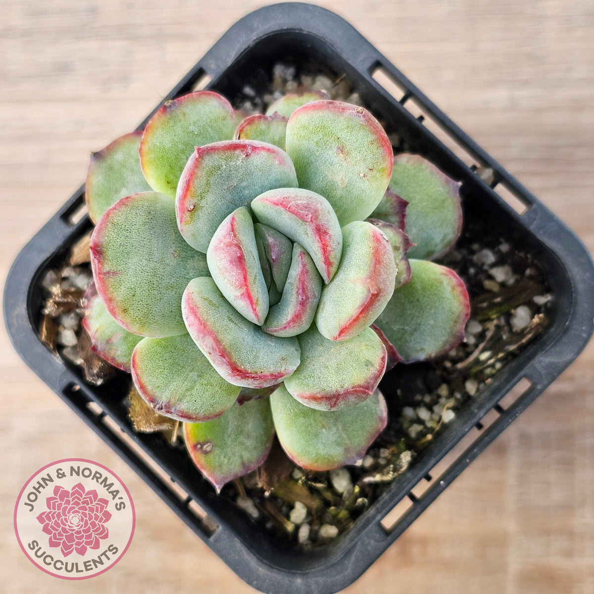 Echeveria haru urara Monstrose