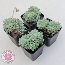 Load image into Gallery viewer, Echeveria 'Ice Princess' crest - John & Norma's Succulents Australia