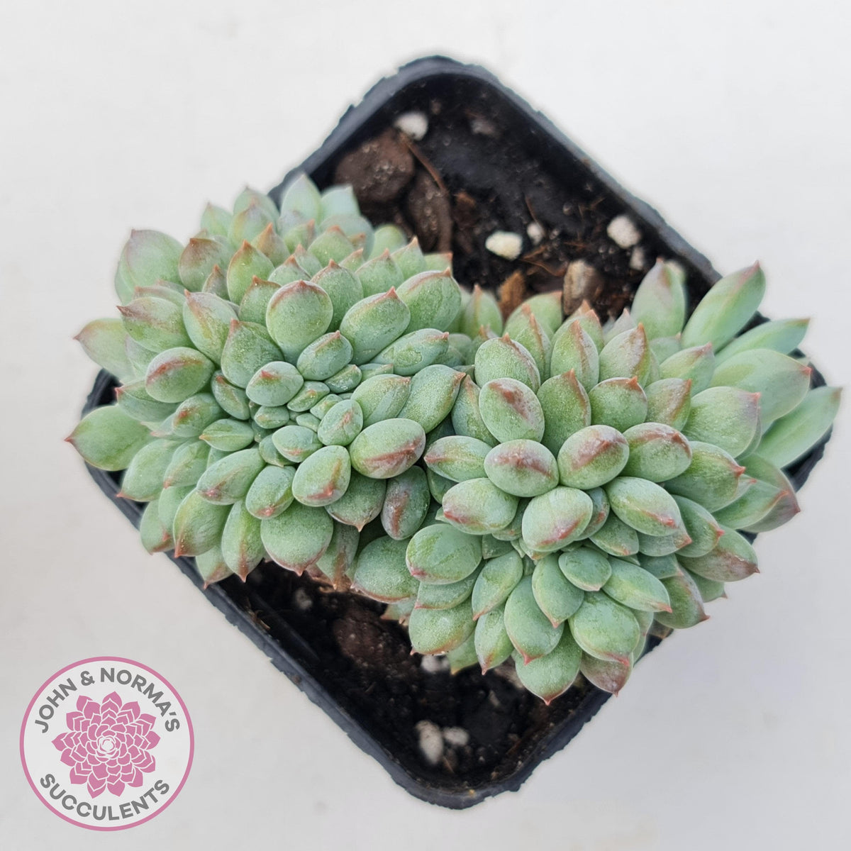 Echeveria 'Ice Princess' crest